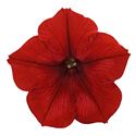 Afbeelding van Petunia P12 Ew Red